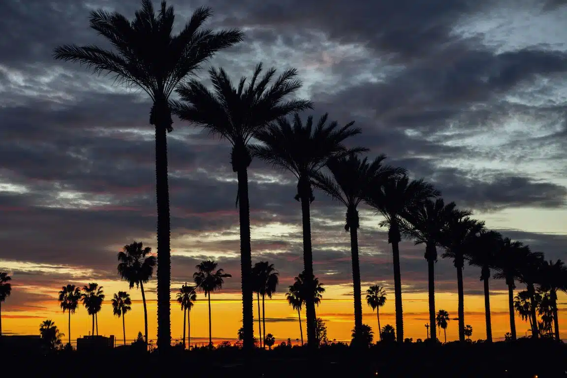 Palm trees silhouetted against a vivid Anaheim sunset with streaked clouds across the evening sky.