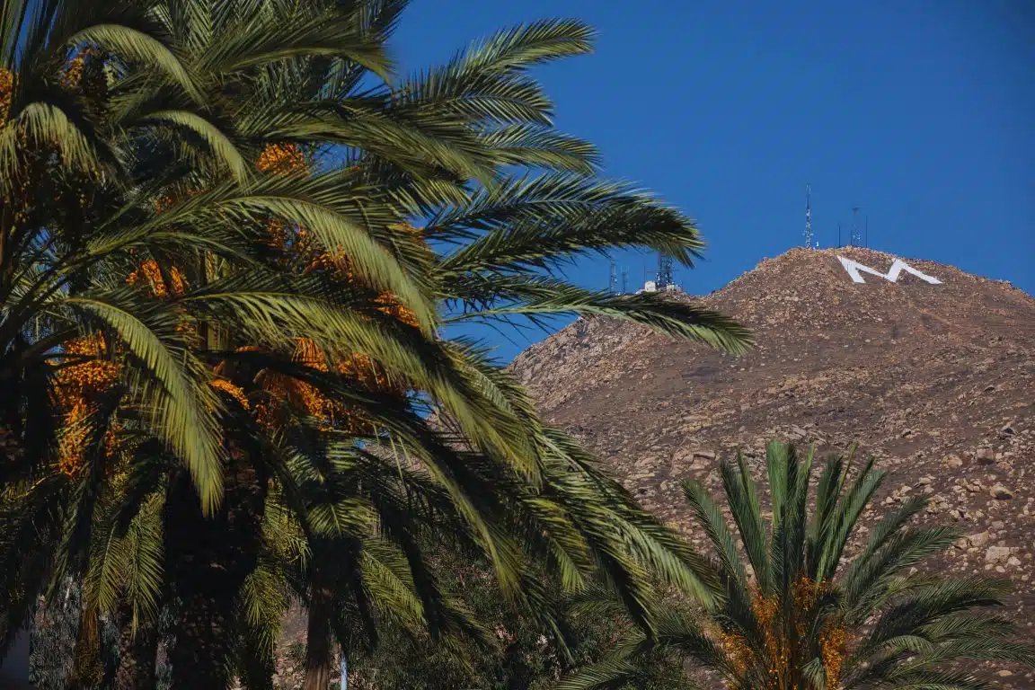 Box Springs Mountain with the white 'M' landmark overlooking Moreno Valley, framed by palm trees.