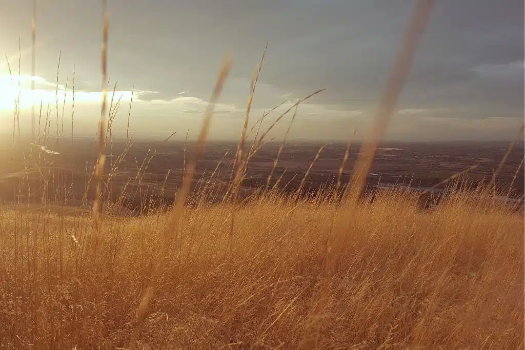 Sunset above Pocatello through wheat on a hillside, looking down over the city