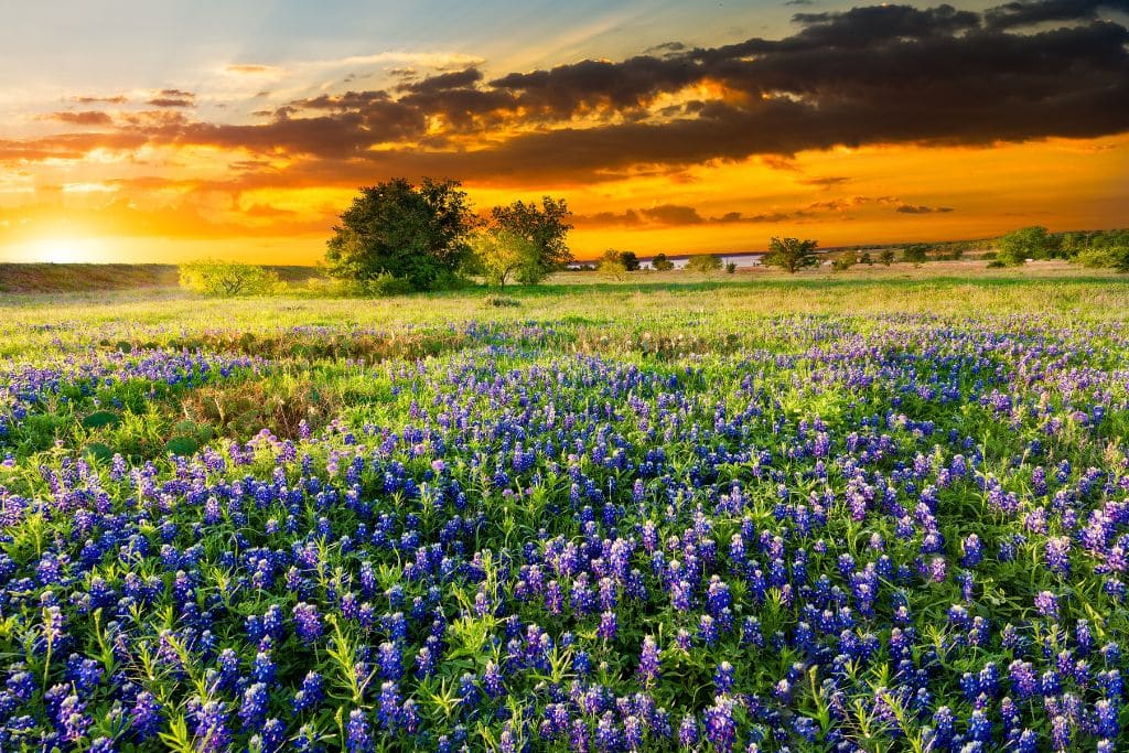 Bluebonnets blooming in a Texas field at sunset