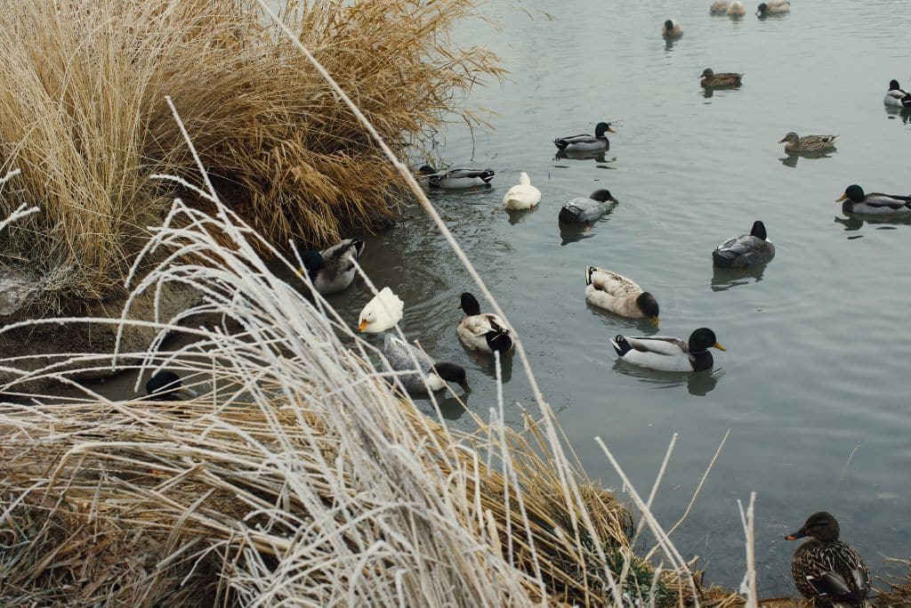 Ducks on Wilson Ponds in Nampa, Idaho
