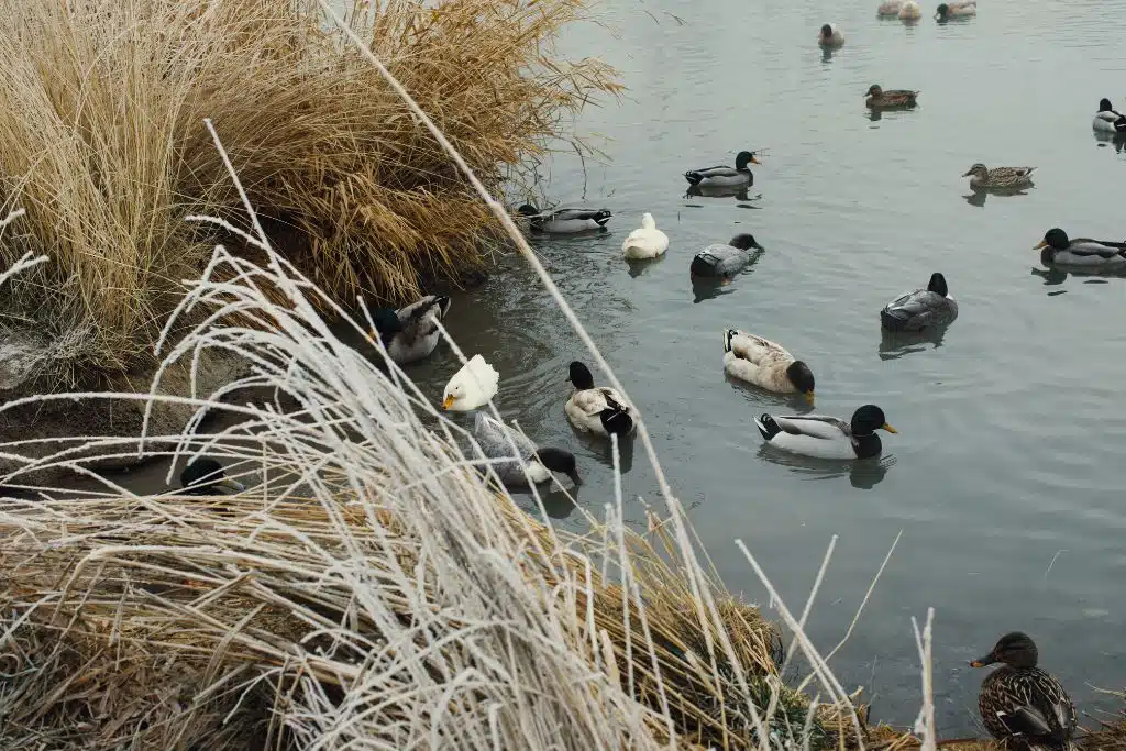 Ducks on Nampa’s Wilson Ponds in late fall, symbolizing a calm financial reset