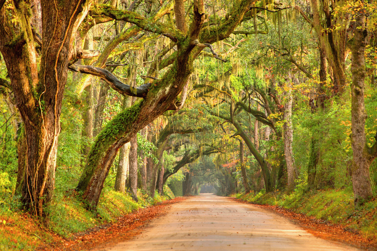 Scenic South Carolina landscape